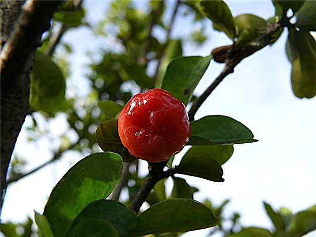 Informação da cereja de Barbados - o que são cerejas de Barbados