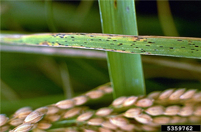 Informacije o smrekovim rižinim listovima - Kako liječiti nasad riže