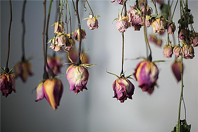 Métodos de secado de flores: aprenda a preservar las flores del jardín