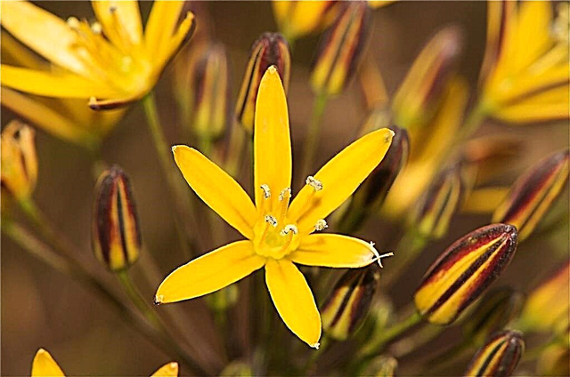 Bloomeria ziedu kopšana - informācija par Golden Star savvaļas ziediem