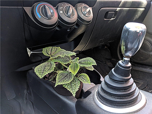 As plantas sobreviverão nos carros - usando seu carro para o cultivo de plantas