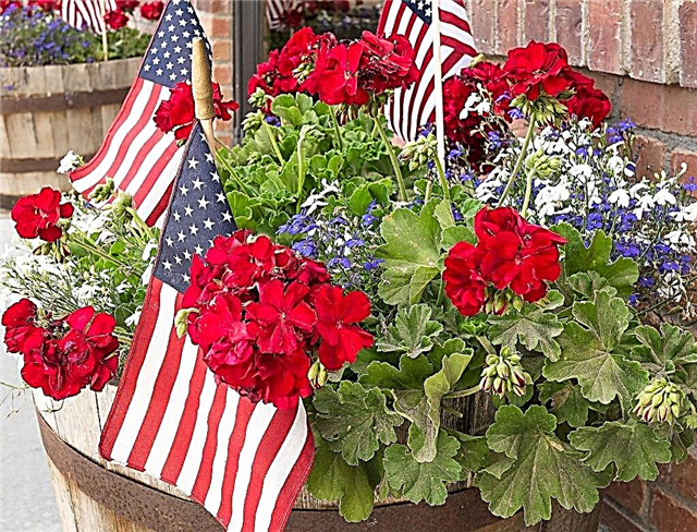 Amerikanska flaggan blommar - hur man odlar en röd, vit och blå trädgård