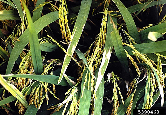 Controllo batterico delle foglie batteriche del riso: trattamento del riso con malattia batterica delle foglie batteriche delle foglie