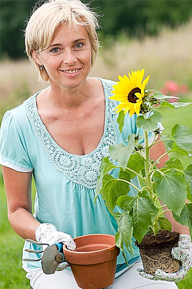 Doe zonnebloemen transplanteren goed - Leer over het verplaatsen van zonnebloemplanten
