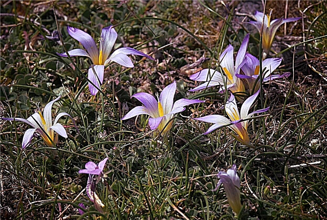 Pflege von Romulea-Pflanzen - Wie man eine Romulea-Iris züchtet
