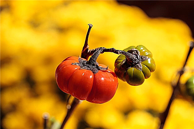 Kürbis am Stiel Pflanzeninfo - Erfahren Sie mehr über die Pflege dekorativer Auberginen