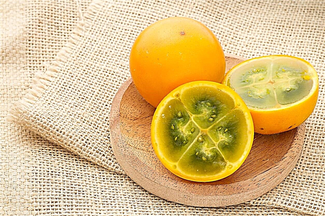 Naranjilla-vruchten plukken: tips voor het oogsten van Naranjilla