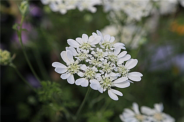 White Lace Flower Care: Växande White Lace Flowers i trädgården