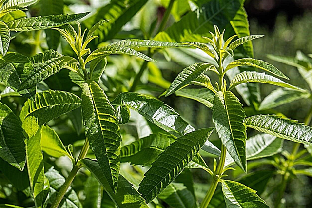 Limbă Verbena Timp de tăiere: Când să tăiați plantele cu Verbena cu Lămâie