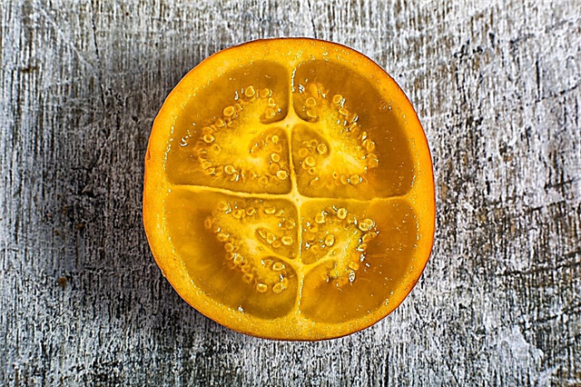 Naranjilla Seed Propagation - เรียนรู้วิธีการเติบโต Naranjilla จากเมล็ด