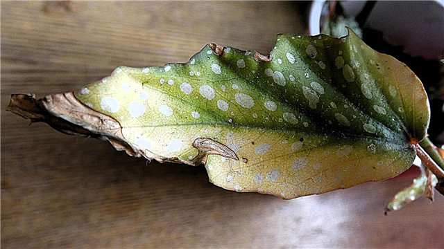 สิ่งที่ทำให้ต้นใบ Begonia: การรักษาจุดใบบนต้น Begonia
