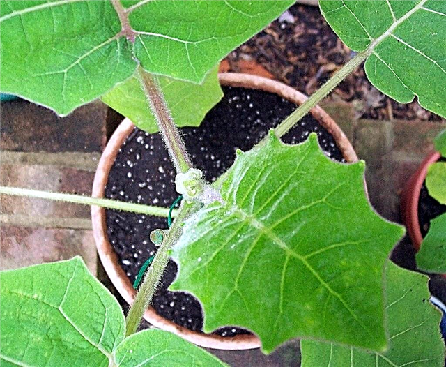 Cultiver Naranjilla à partir de boutures - Comment enraciner les boutures Naranjilla