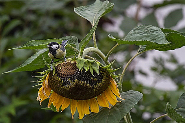 Veveričky a vtáky jesť slnečnicové kvety: ochrana slnečnice pred vtákmi a vevericami