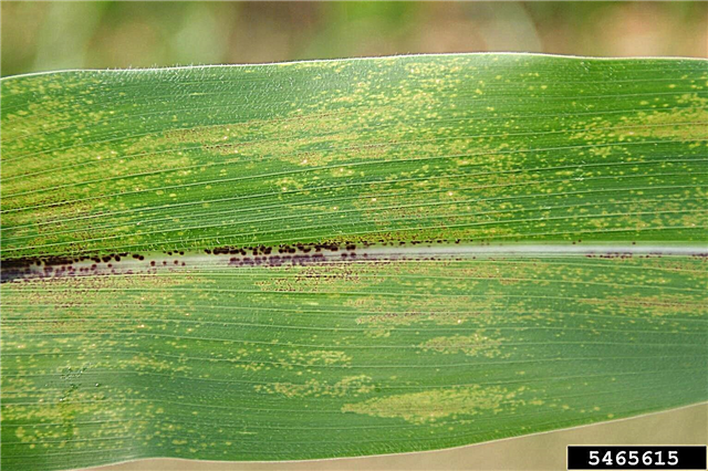 Physoderma Brown Spot Of Corn - Tratamiento del maíz con la enfermedad de la mancha marrón