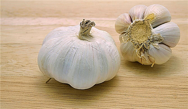 Kettle River Giant Garlic: consejos para cultivar Kettle River Ajo en el jardín