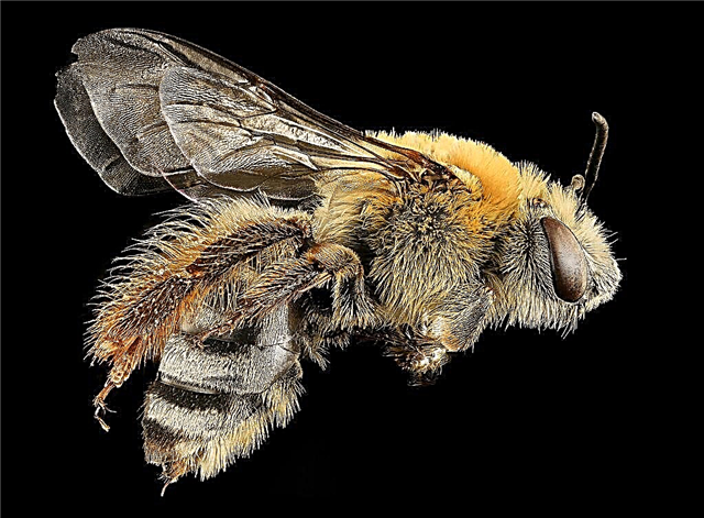 معلومات عن نحل الاسكواش: هل النحل من الاسكواش جيد في الحديقة