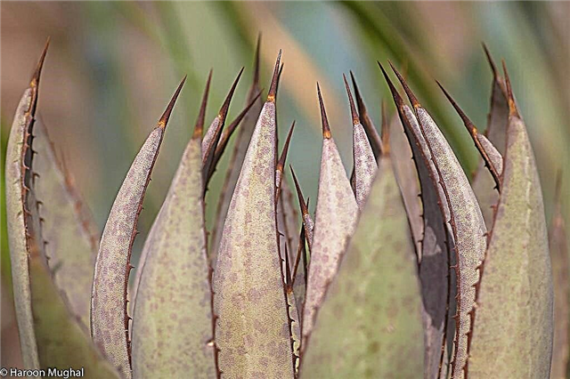 Informations sur les plantes de mangave: Apprenez à cultiver des plantes de mangave
