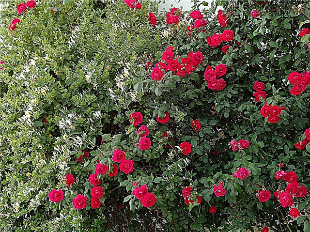 Selección de rosas para setos: cómo cultivar rosas de cobertura