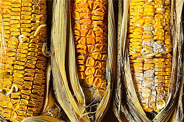 Behandling af majsørrot: Sådan kontrollerer du øre Rot i majs