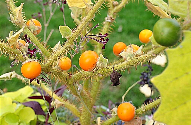 Problemy z chorobą Naranjilla: jak leczyć chore drzewa Naranjilla