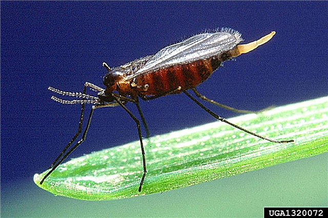 ศัตรูพืช Hessian Fly - เรียนรู้วิธีการฆ่าแมลงวัน Hessian