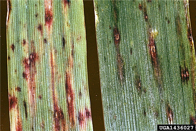 Informações sobre a mancha de folhas de aveia: Reconhecendo os sintomas da mancha de folhas de aveia