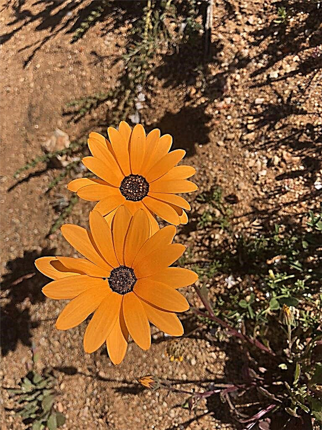 Propagação do Marigold do cabo - como propagar flores da margarida africana