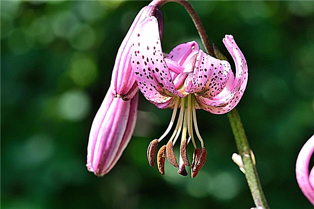 Грижа за лилии в саксия: Отглеждане на лилии от мартагон в плантаторите