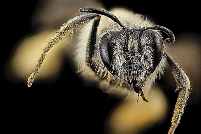 النحل وزيت زهرة - معلومات عن النحل جمع النفط