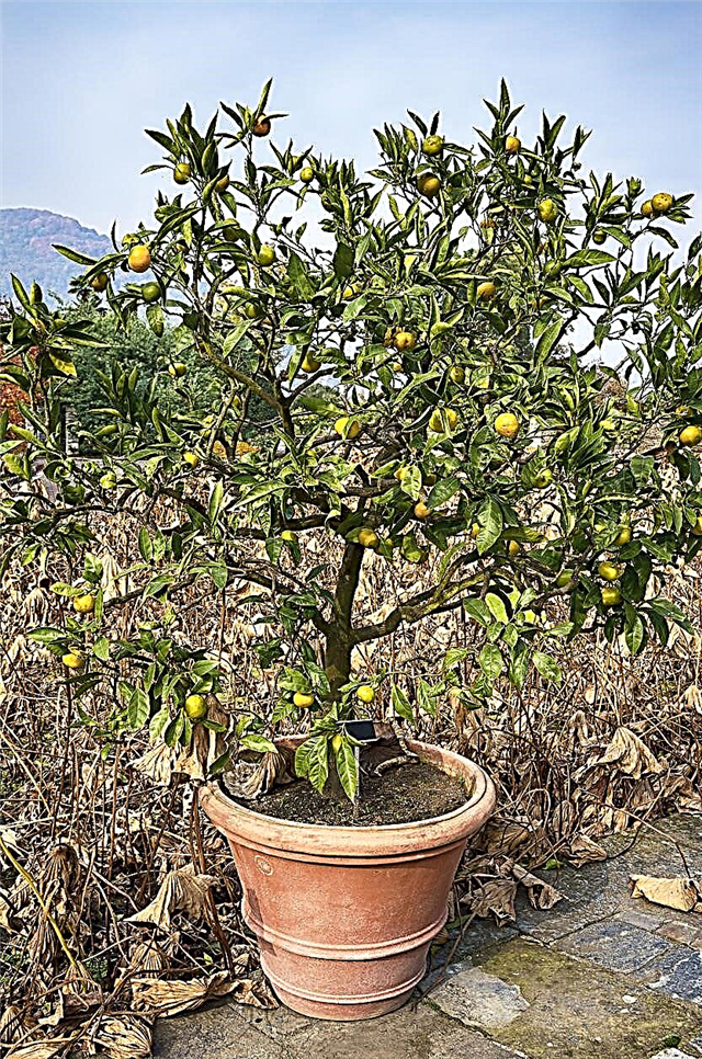 Beskjæring for pottefrukttrær - Hvordan beskjære et pottefrukttre