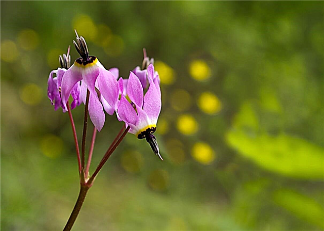 Dodecatheon Türleri - Farklı Kayan Yıldız Bitkileri Hakkında Bilgi Edinin