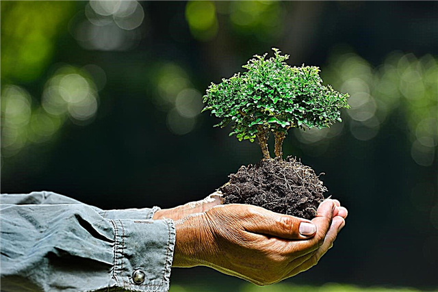 متطلبات التربة في بونساي: كيفية خلط التربة لأشجار بونساي