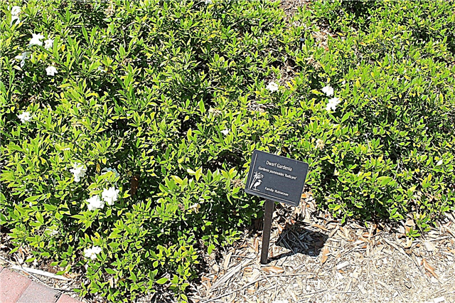 Dwarf Gardenia Care: Dicas para cultivar gardênias anãs