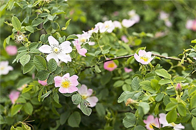 क्या आप जंगली गुलाब की झाड़ियों को स्थानांतरित कर सकते हैं: जंगली गुलाबों के प्रत्यारोपण के बारे में जानें