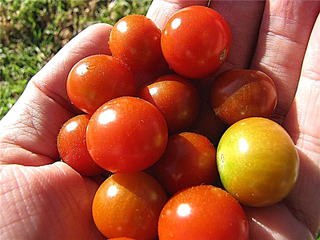 العناية بالطماطم الحلوة 100: تعرف على زراعة الطماطم الحلوة 100