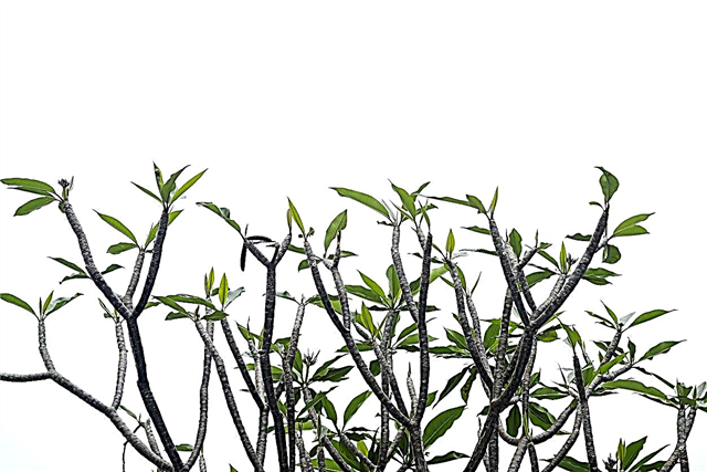 Faire une branche de Plumeria: comment encourager la ramification de Plumeria