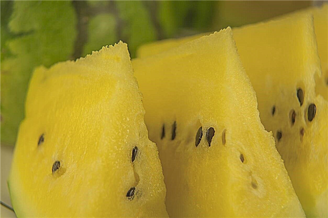 Gelbe Wassermelonen - Wie man gelbe purpurrote Wassermelonenpflanzen züchtet