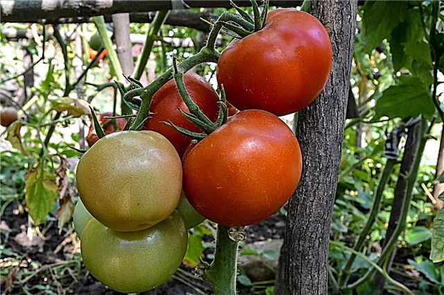 Sunchaser information: Dyrkning af Sunchaser tomater i haven