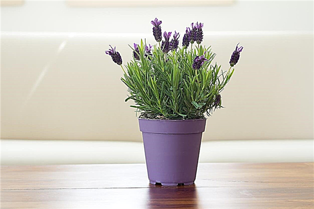 Indoor Lavendelsorten - Tipps zur Pflege von Lavendel als Zimmerpflanze