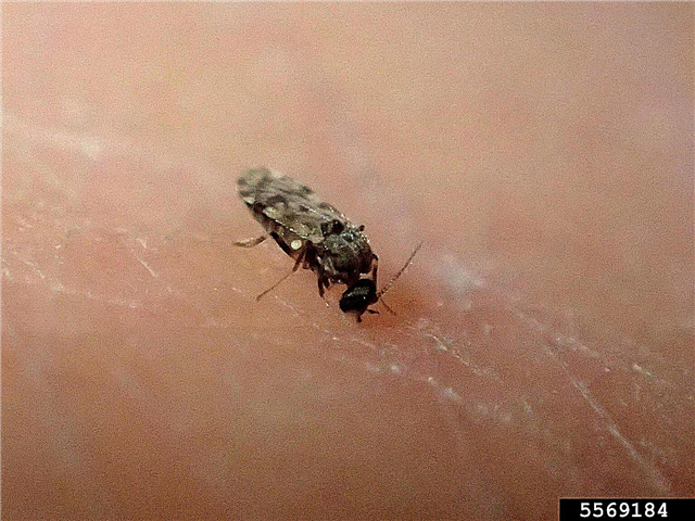 Biting Midge Info: Hur man kan stoppa insekter utan se-um