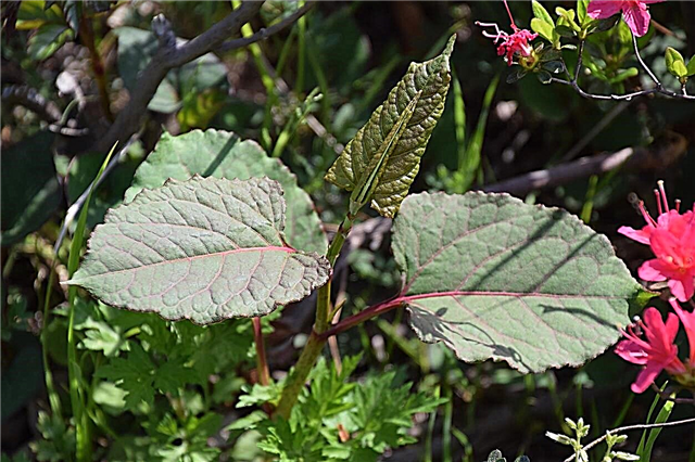 Onko japanilainen nokkaweed syötävä: vinkkejä japanilaisen nokkaweedin kasvien syömiseen