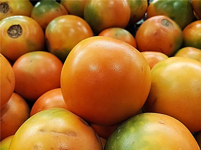Consejos para regar Naranjilla: cómo regar un árbol de naranjilla