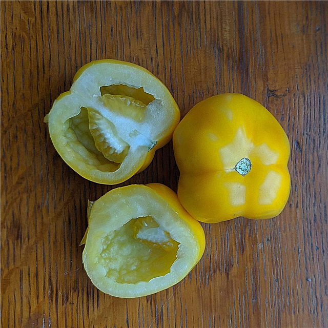 Інформація про жовтий фарш: як виростити жовті фаршировані помідори