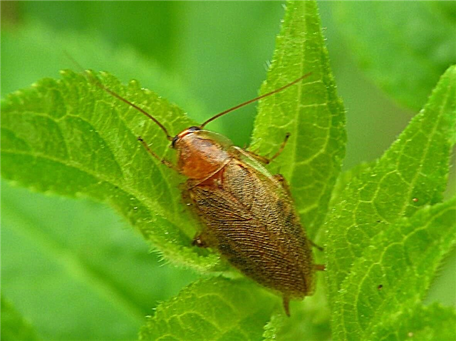 Garden Roach Control - Leer hoe u kakkerlakken in uw tuin kunt doden