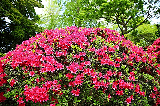 Hướng dẫn che chở hoa đỗ quyên: Những gì mà The Azalea Mulch tốt nhất