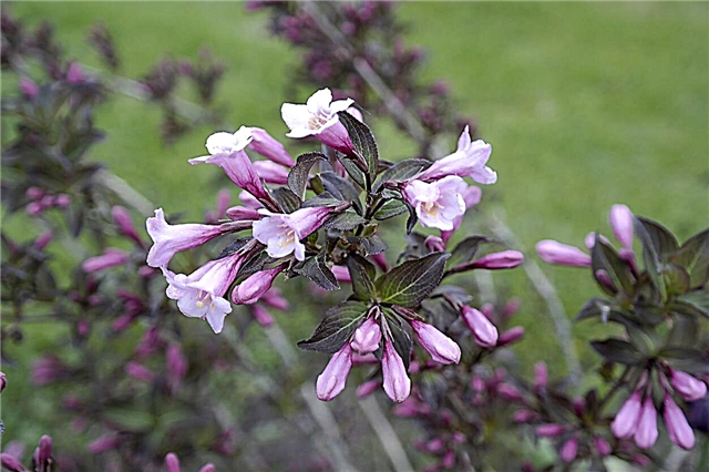 Abelia no florece: consejos para obtener flores en las plantas de Abelia