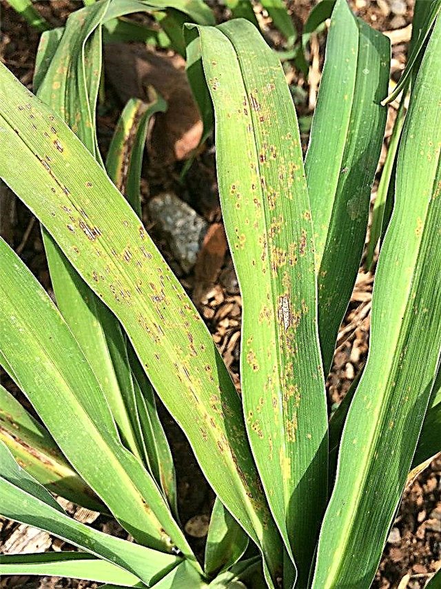 Rost auf Taglilienpflanzen: Erfahren Sie, wie Sie Taglilienrost behandeln