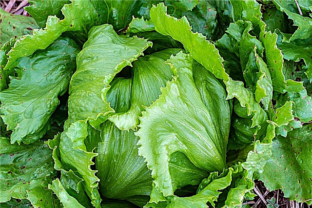 Salinas Salaatti Info: Kuinka kasvattaa Salinas salaatti kasveja