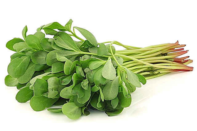 Können Sie Portulak essen - Tipps für die Verwendung von essbaren Portulakpflanzen