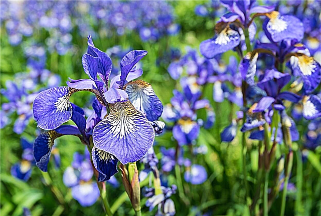 Suppression des fleurs d'iris de Sibérie - L'iris de Sibérie a-t-il besoin d'une tête morte